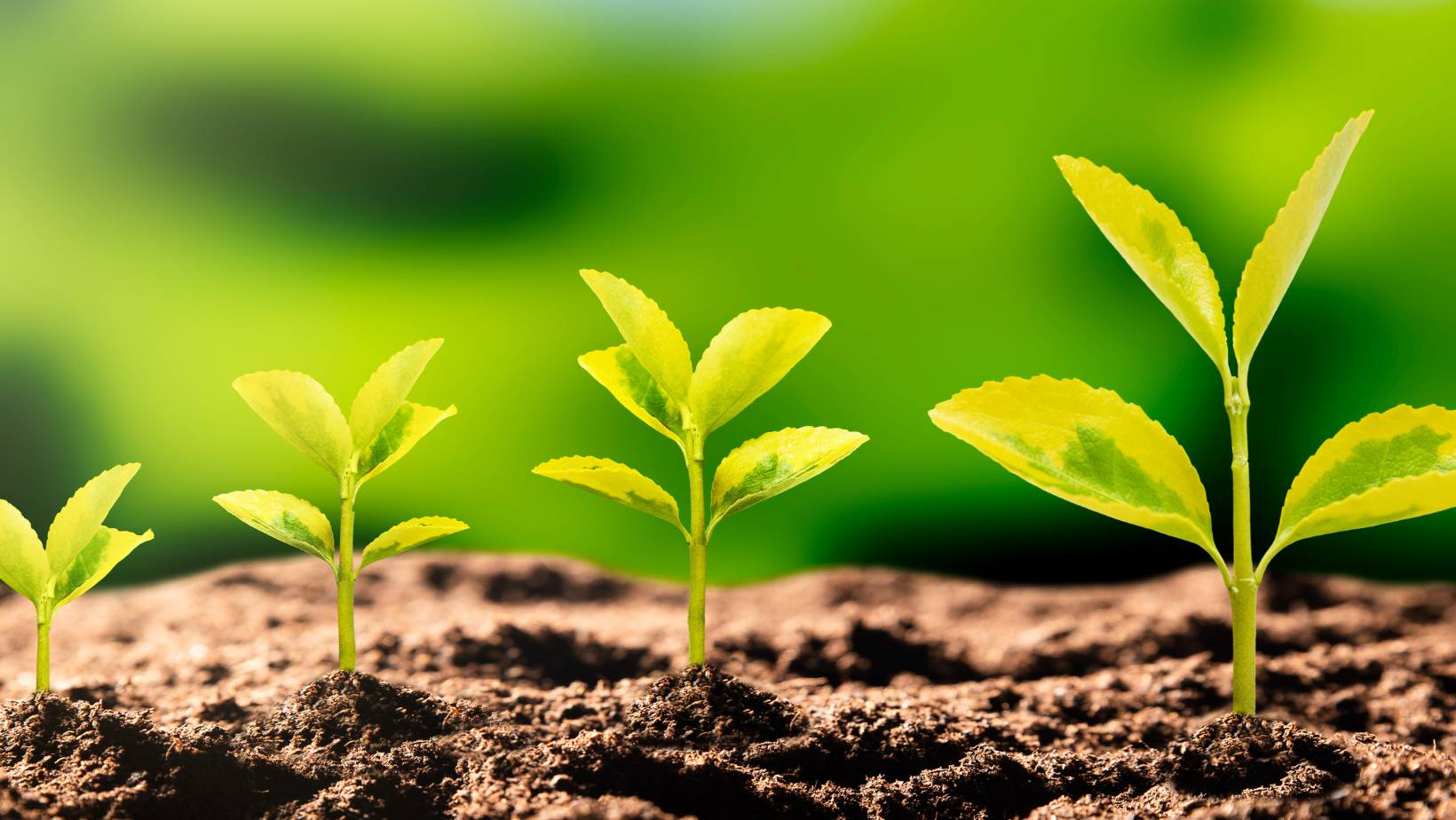 V.A.N.G.A Vicenza per Ambiente Nuove Generazioni in Azione